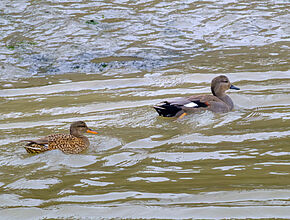 Agrandir l'image (fenêtre modale)
