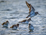 Agrandir l'image (fenêtre modale)