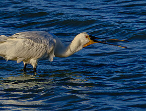 Agrandir l'image (fenêtre modale)