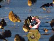 Agrandir l'image (fenêtre modale)