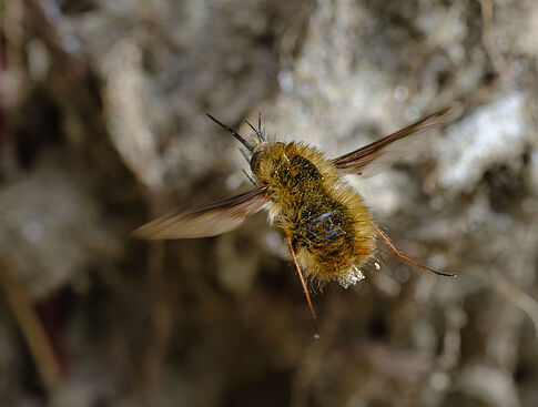 Agrandir l'image (fenêtre modale)