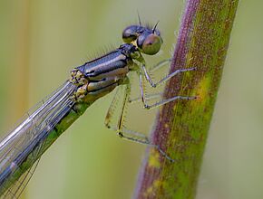 Agrandir l'image (fenêtre modale)