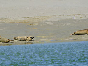 Agrandir l'image (fenêtre modale)