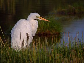 Agrandir l'image (fenêtre modale)