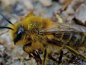 Agrandir l'image (fenêtre modale)