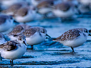 Agrandir l'image (fenêtre modale)