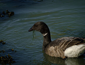 Agrandir l'image (fenêtre modale)