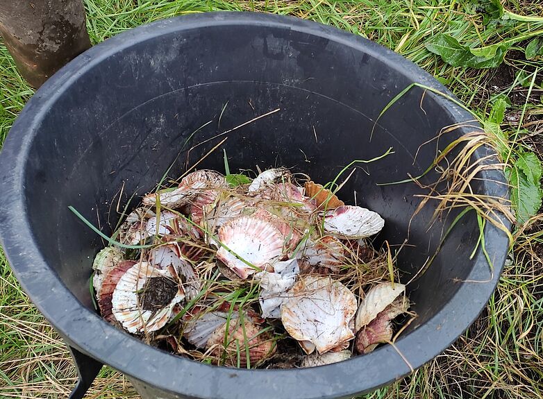 Ramassage coquilles – Yann Le Meur - Agrandir l'image (fenêtre modale)