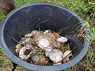 Ramassage coquilles – Yann Le Meur - Agrandir l'image (fenêtre modale)