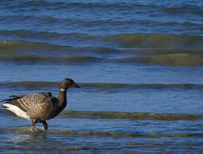 Agrandir l'image (fenêtre modale)