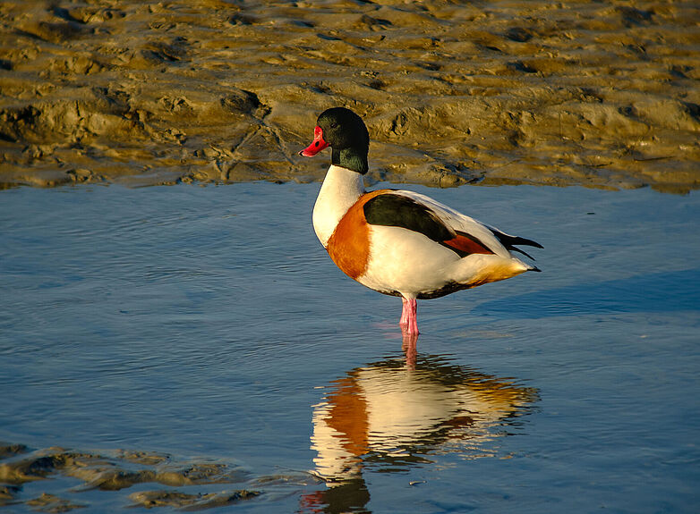 Agrandir l'image (fenêtre modale)