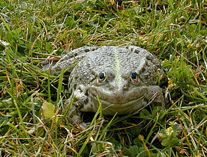Agrandir l'image (fenêtre modale)