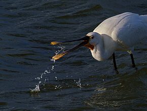 Agrandir l'image (fenêtre modale)