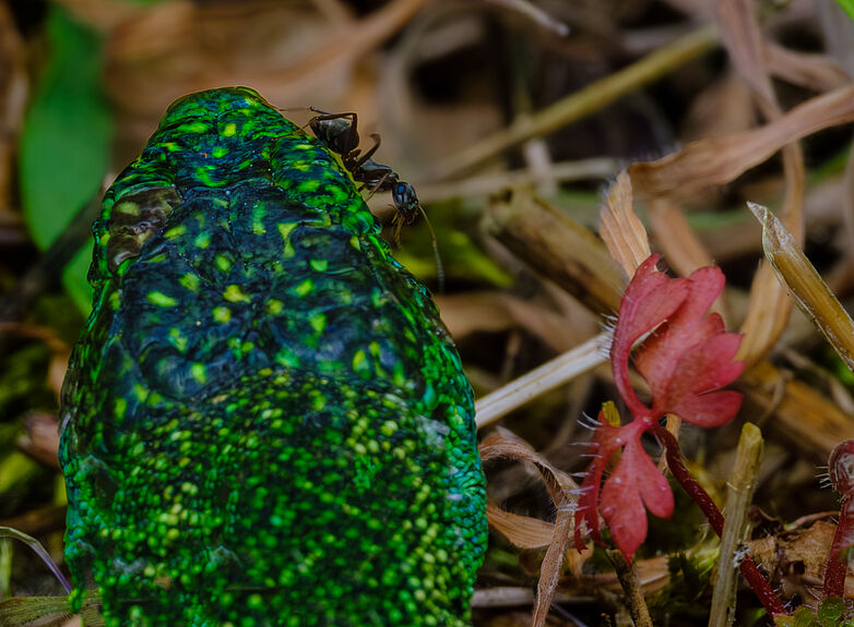 Agrandir l'image (fenêtre modale)