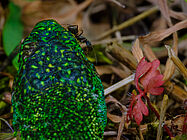 Agrandir l'image (fenêtre modale)