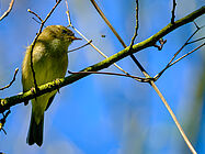 Agrandir l'image (fenêtre modale)