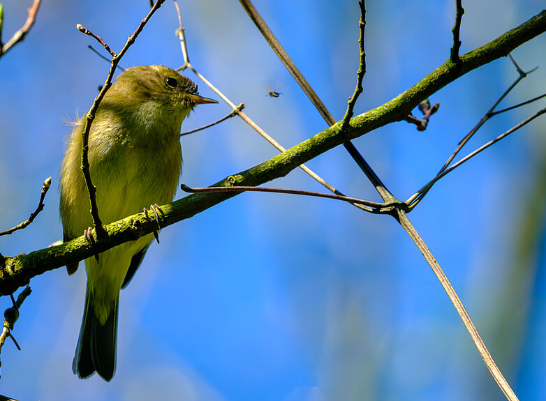 Agrandir l'image (fenêtre modale)