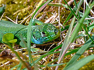 Agrandir l'image (fenêtre modale)
