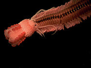 Agrandir l'image (fenêtre modale)