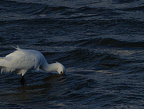 Agrandir l'image (fenêtre modale)