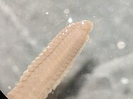 Agrandir l'image (fenêtre modale)