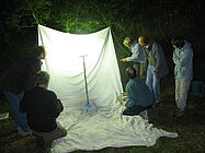 Agrandir l'image (fenêtre modale)