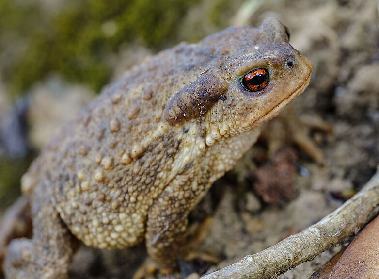 Agrandir l'image (fenêtre modale)