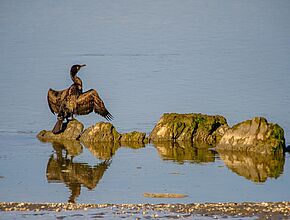 Agrandir l'image (fenêtre modale)