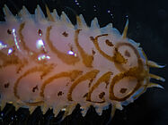 Agrandir l'image (fenêtre modale)