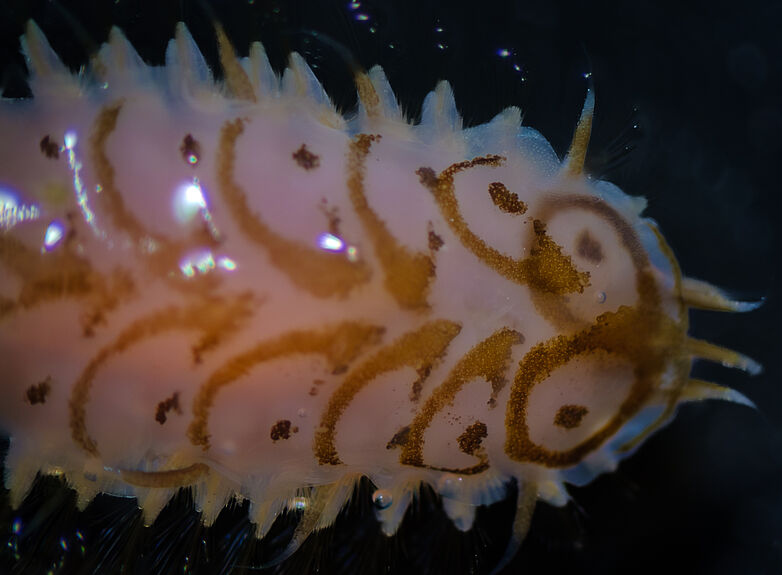 Agrandir l'image (fenêtre modale)