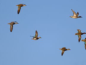 Agrandir l'image (fenêtre modale)