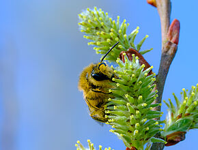 Agrandir l'image (fenêtre modale)