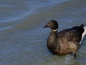 Agrandir l'image (fenêtre modale)