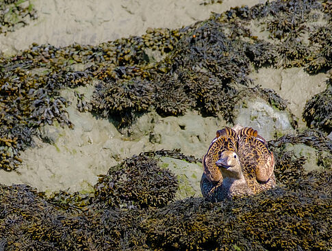 Agrandir l'image (fenêtre modale)
