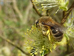 Agrandir l'image (fenêtre modale)