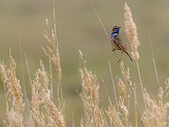 Agrandir l'image (fenêtre modale)