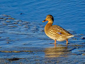 Agrandir l'image (fenêtre modale)