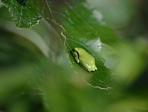 Agrandir l'image (fenêtre modale)