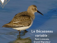 Agrandir l'image (fenêtre modale)