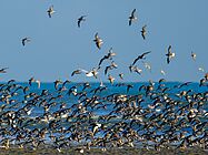Agrandir l'image (fenêtre modale)
