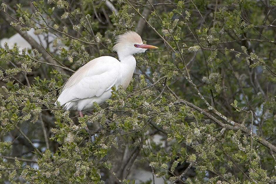 Agrandir l'image (fenêtre modale)