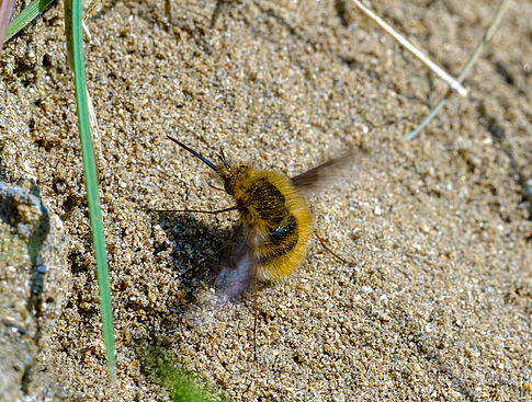 Agrandir l'image (fenêtre modale)