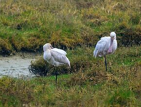 Agrandir l'image (fenêtre modale)