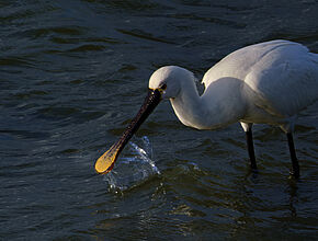 Agrandir l'image (fenêtre modale)