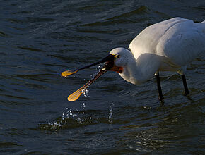 Agrandir l'image (fenêtre modale)