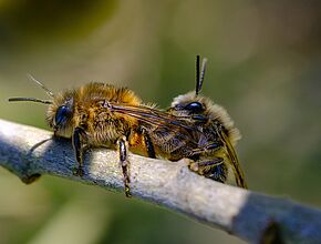 Agrandir l'image (fenêtre modale)