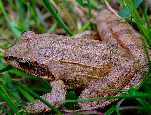 Agrandir l'image (fenêtre modale)