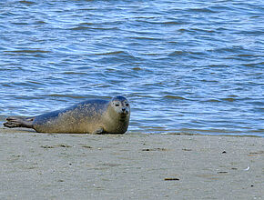 Agrandir l'image (fenêtre modale)