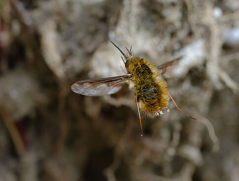 Agrandir l'image (fenêtre modale)