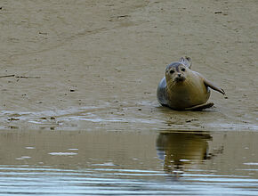 Agrandir l'image (fenêtre modale)